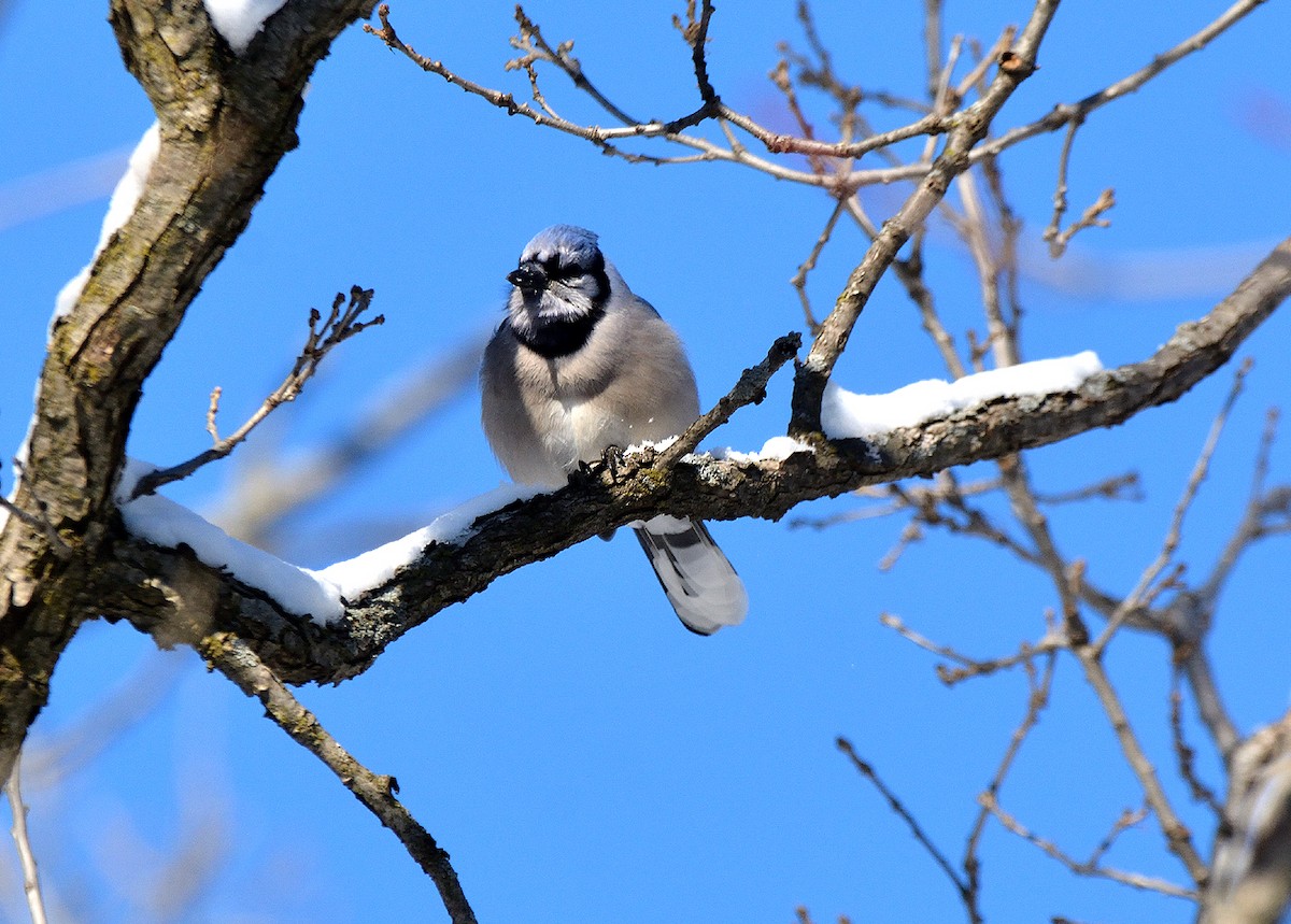 Blauhäher - ML534355031