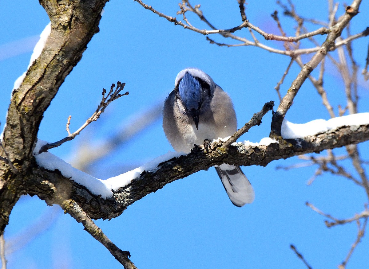 Blue Jay - Tom Long