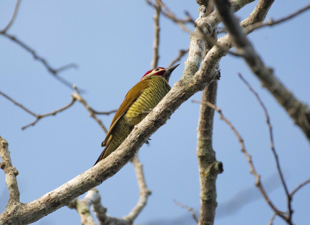 Golden-olive Woodpecker - ML534356321