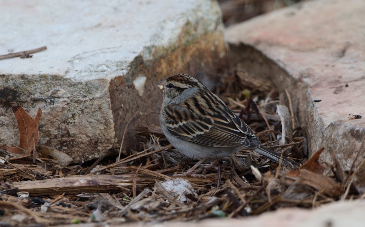 Chipping Sparrow - ML534358041