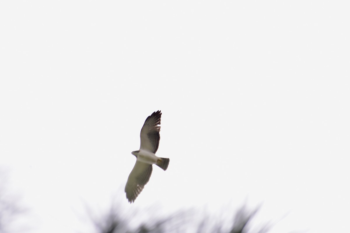 Short-tailed Hawk - Charles Young