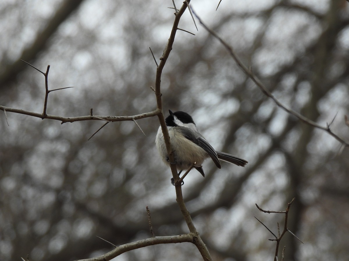 Black-capped Chickadee - ML534359531