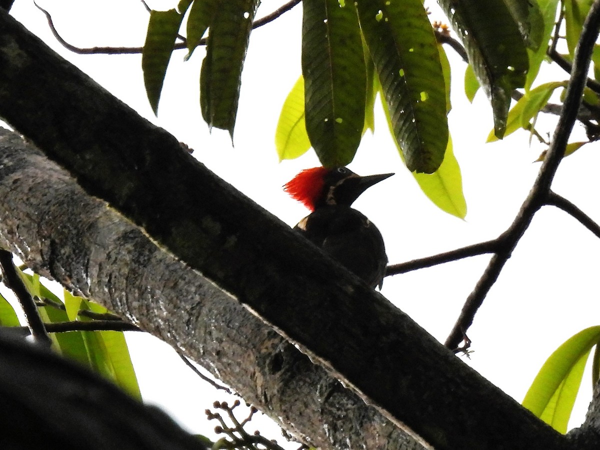 Lineated Woodpecker - ML534362271