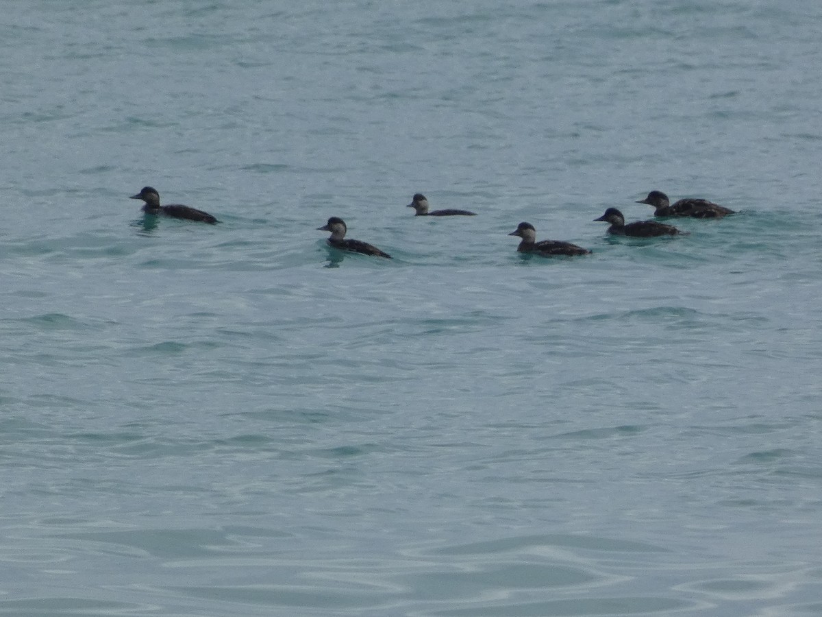 Common Scoter - ML534362561