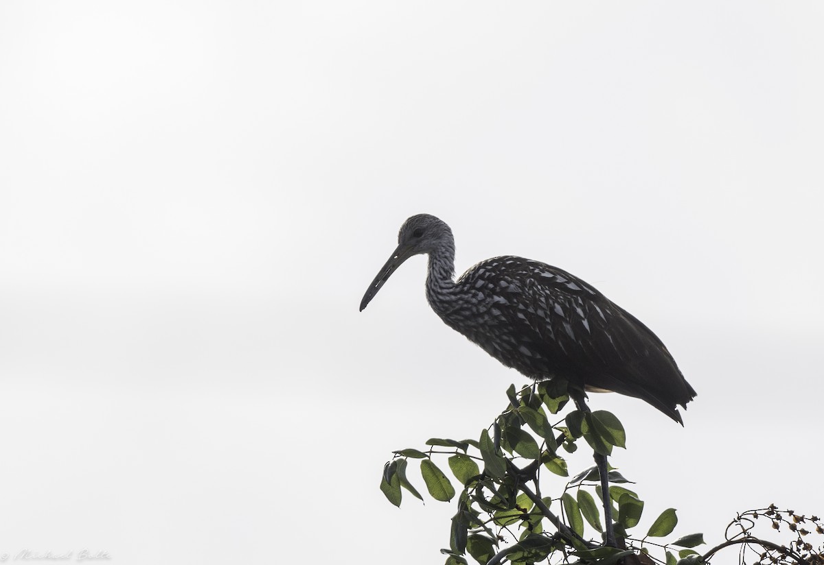 Limpkin - ML534363071