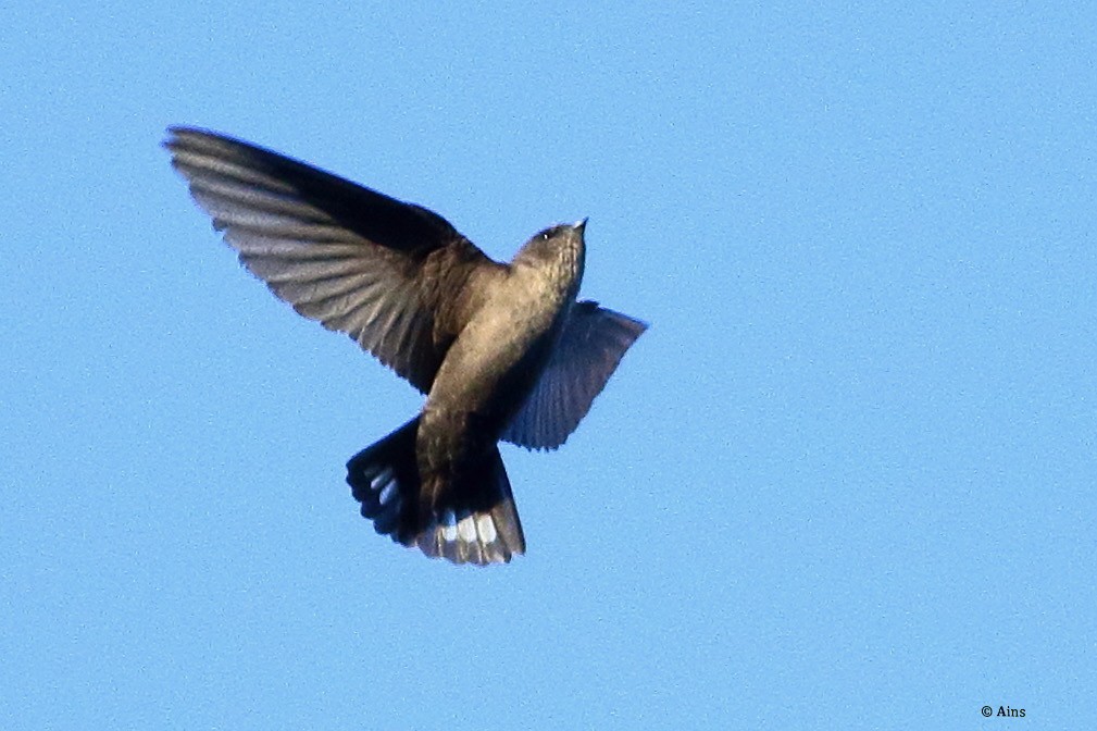 Eurasian Crag-Martin - ML534363191