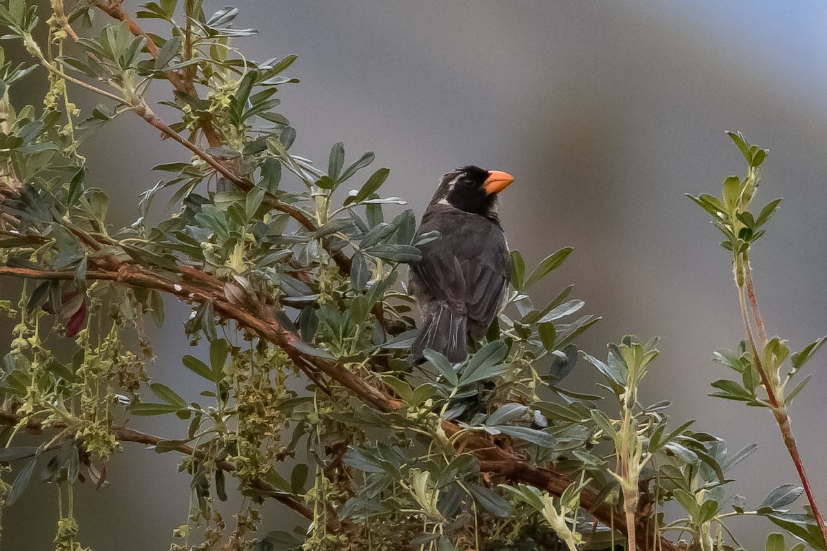 Golden-billed Saltator - ML534364151