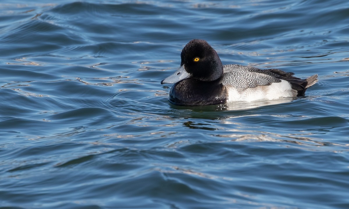 Lesser Scaup - ML534364741