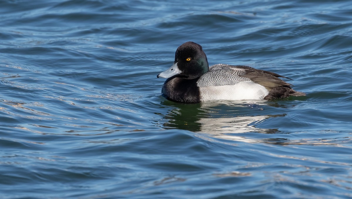 Lesser Scaup - ML534364751