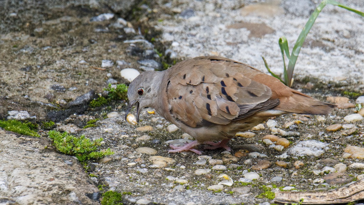 Ruddy Ground Dove - ML534365971