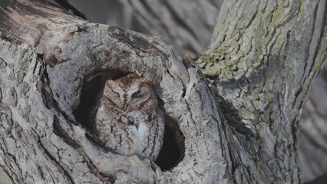 Eastern Screech-Owl - ML534368341