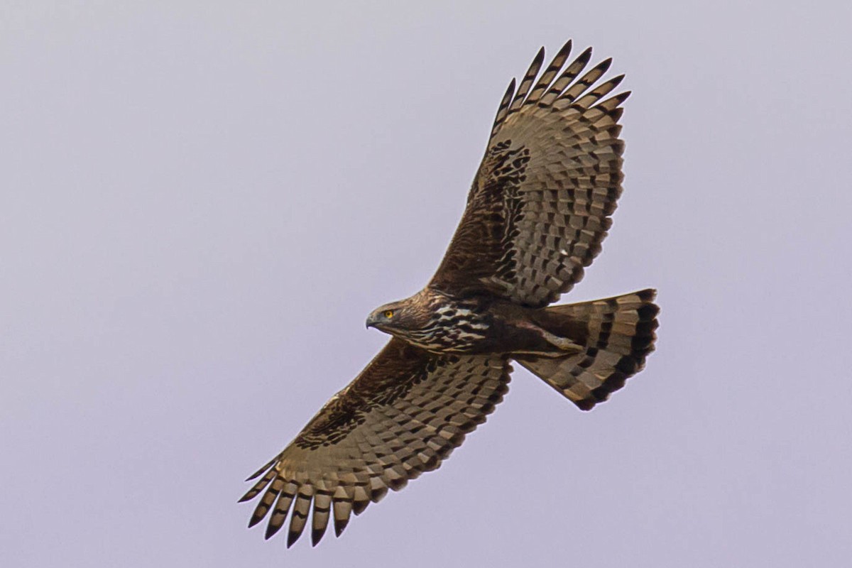 Changeable Hawk-Eagle - vedant ramtekkar