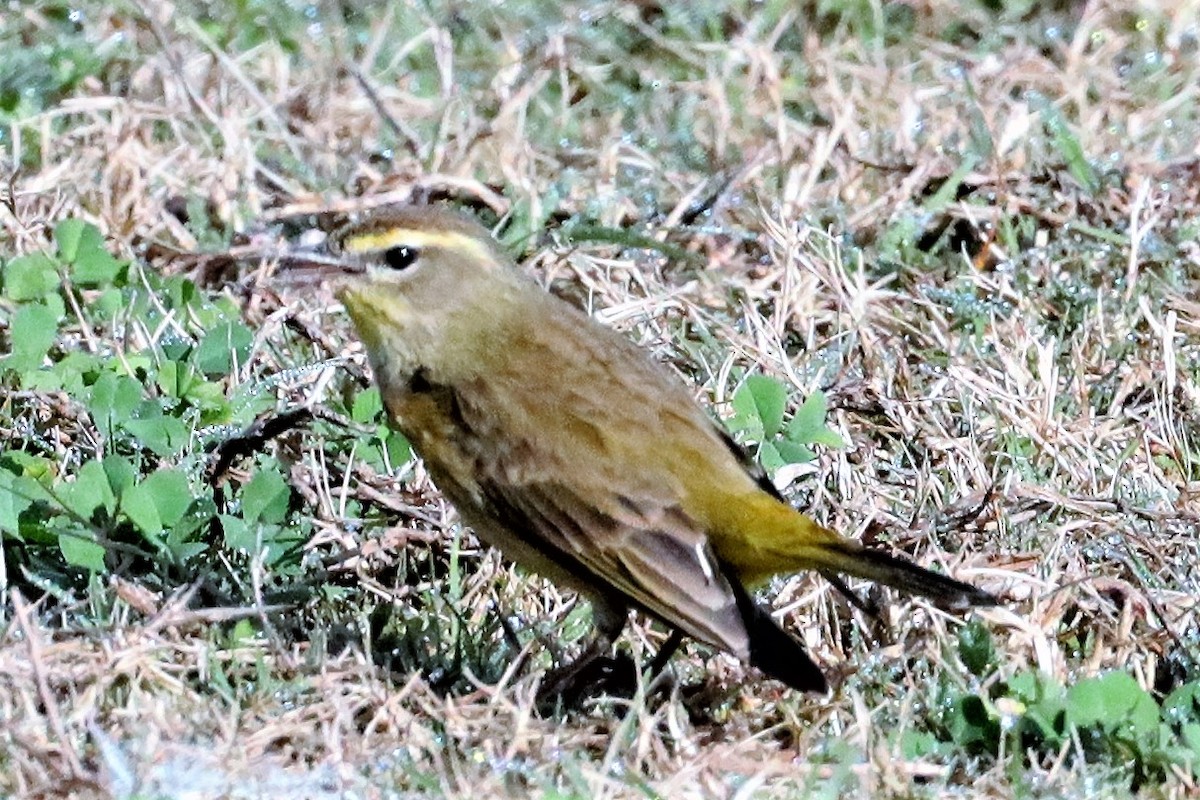 Palm Warbler - ML534369451