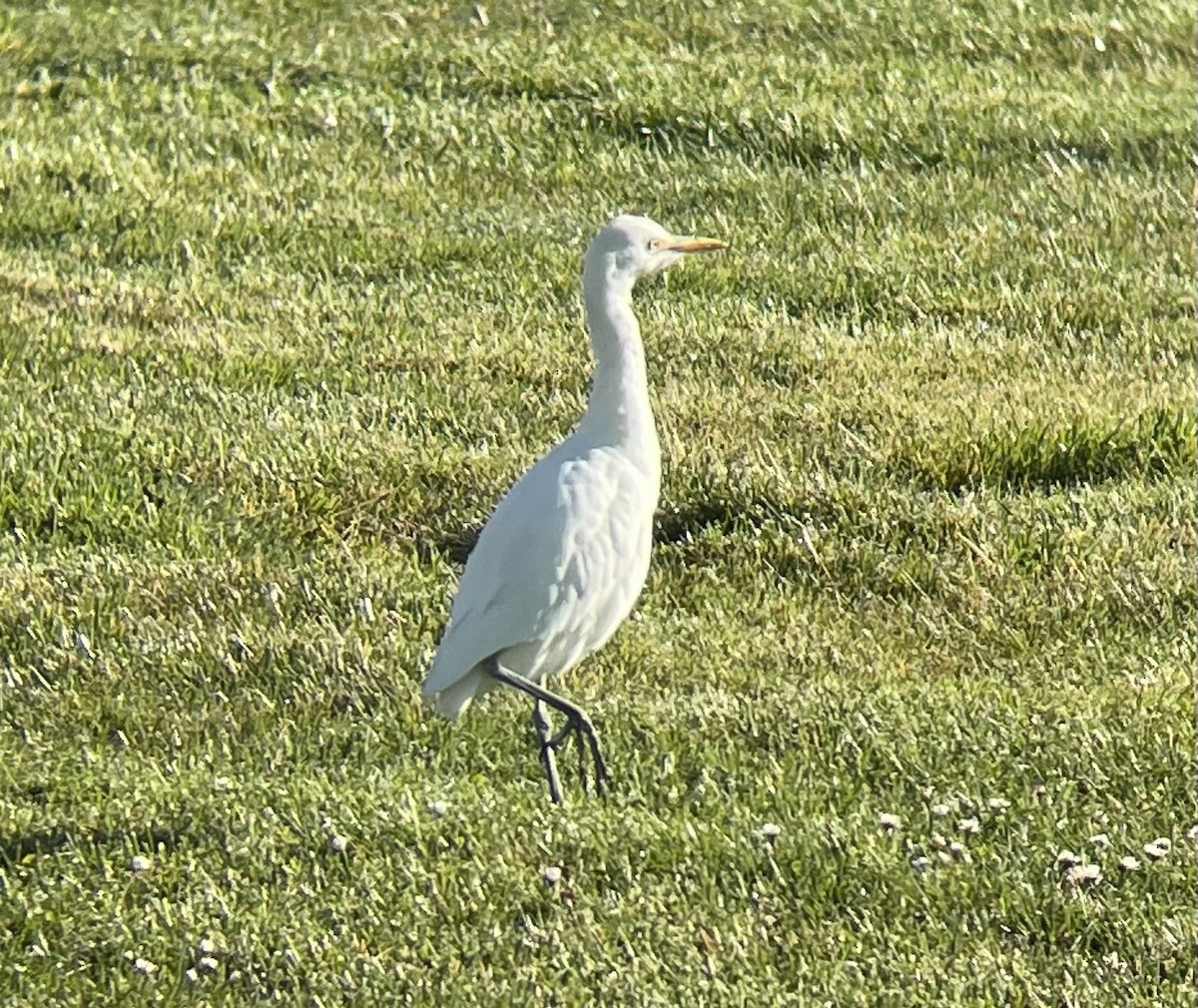 Western Cattle Egret - ML534369461