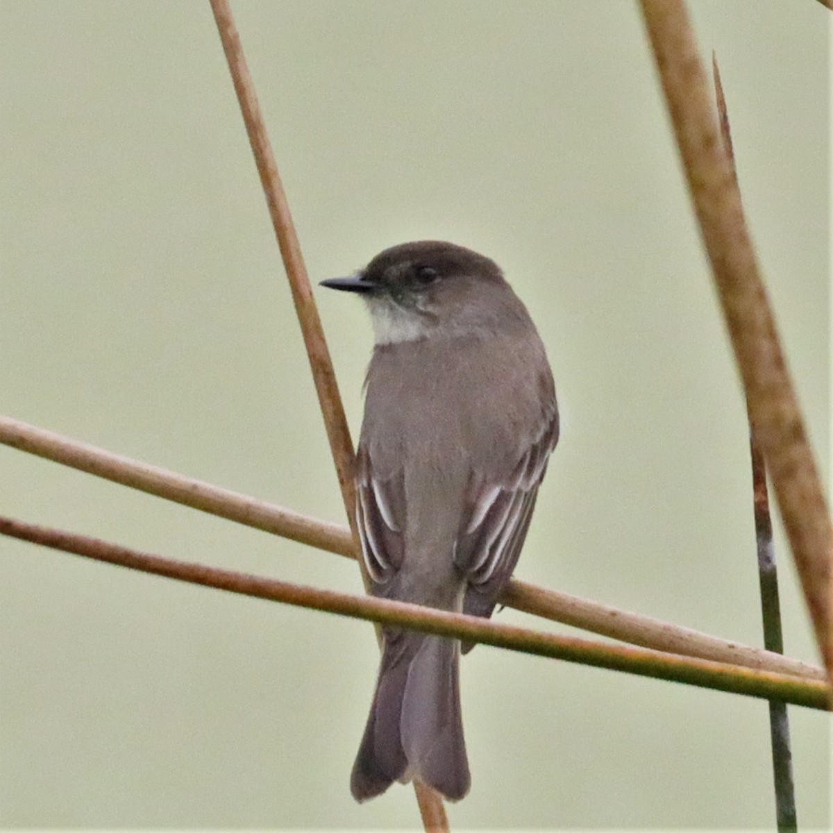 Eastern Phoebe - ML534369671