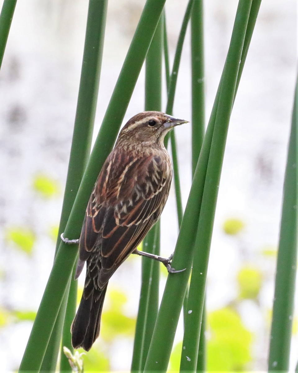 Red-winged Blackbird - ML534370151