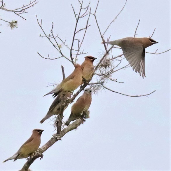 Cedar Waxwing - ML534370341