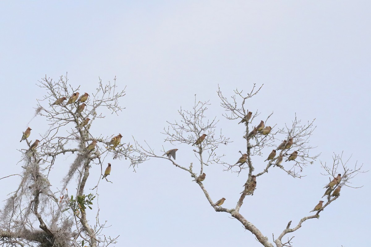 Cedar Waxwing - ML534370351