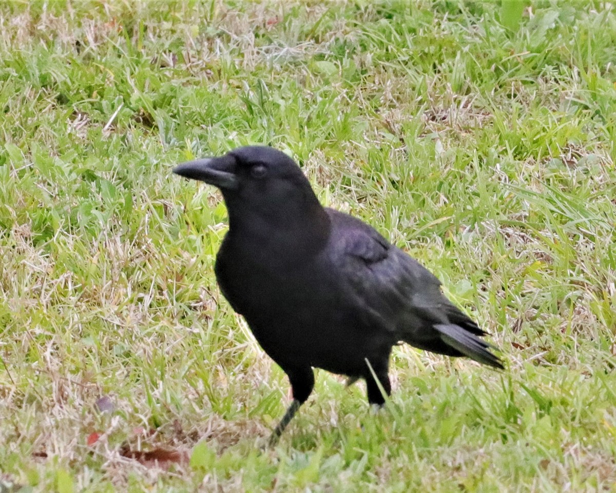 American Crow - ML534370481