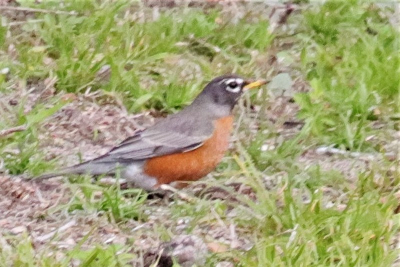 American Robin - ML534370921