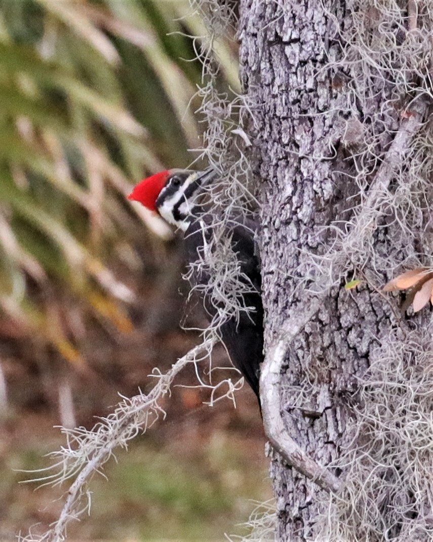 Pileated Woodpecker - ML534371101