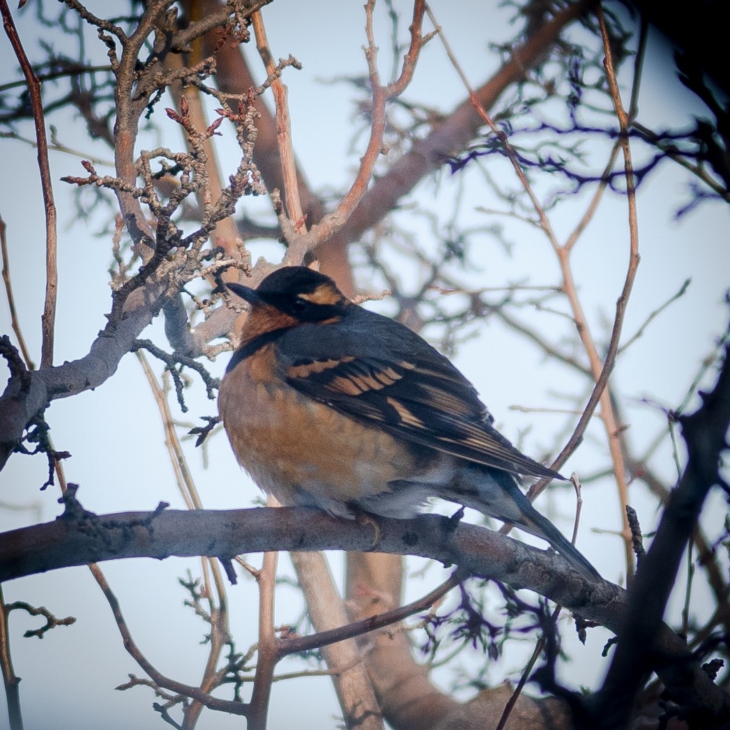 Varied Thrush - ML534371241