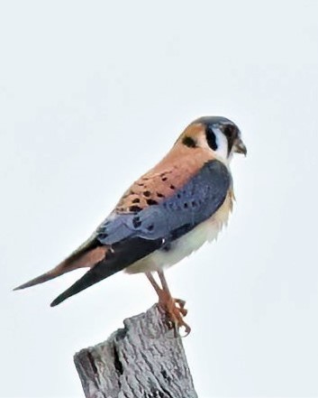 American Kestrel - ML534371311