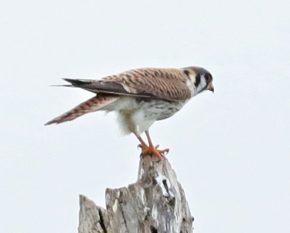 American Kestrel - ML534371321