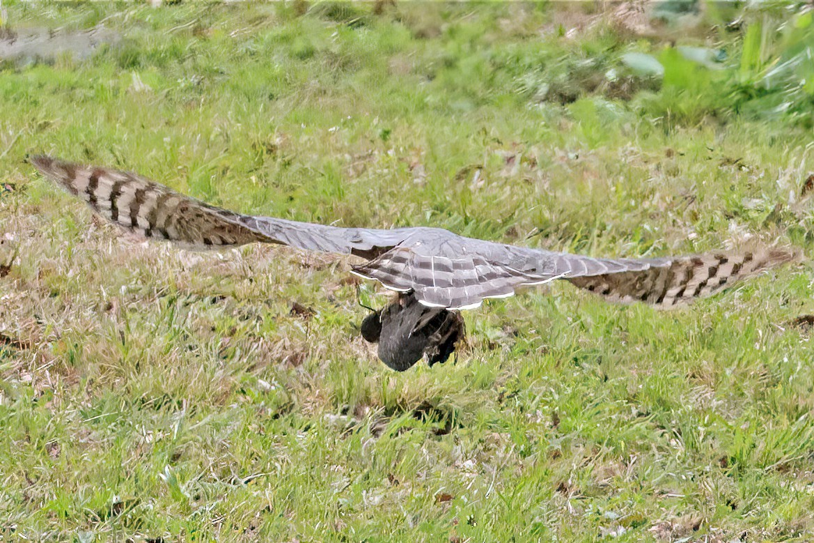 Cooper's Hawk - ML534371761