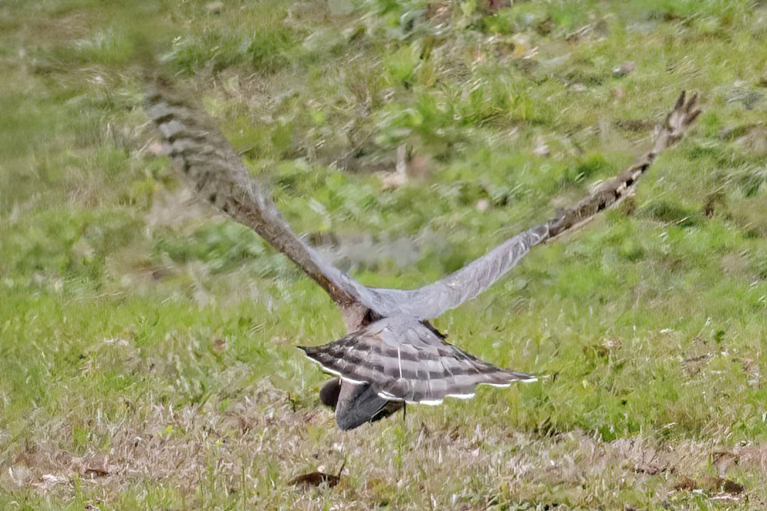 Cooper's Hawk - ML534371771