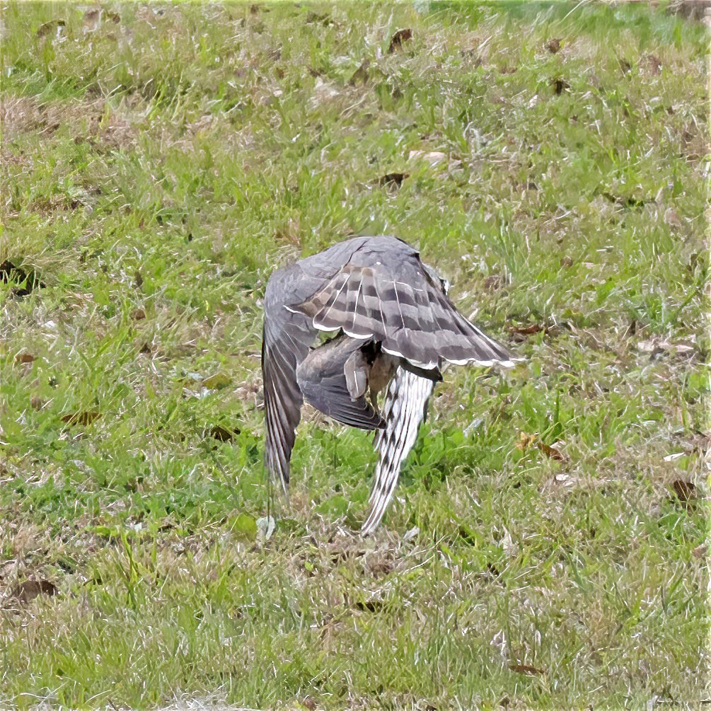 Cooper's Hawk - ML534371781