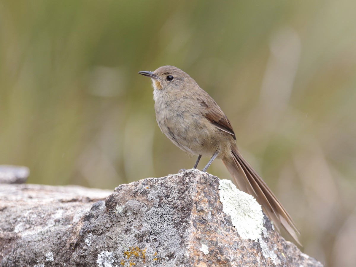 Itatiaia Spinetail - ML534371791