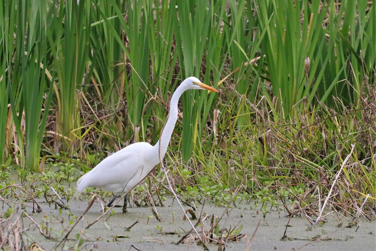 Great Egret - ML534372591