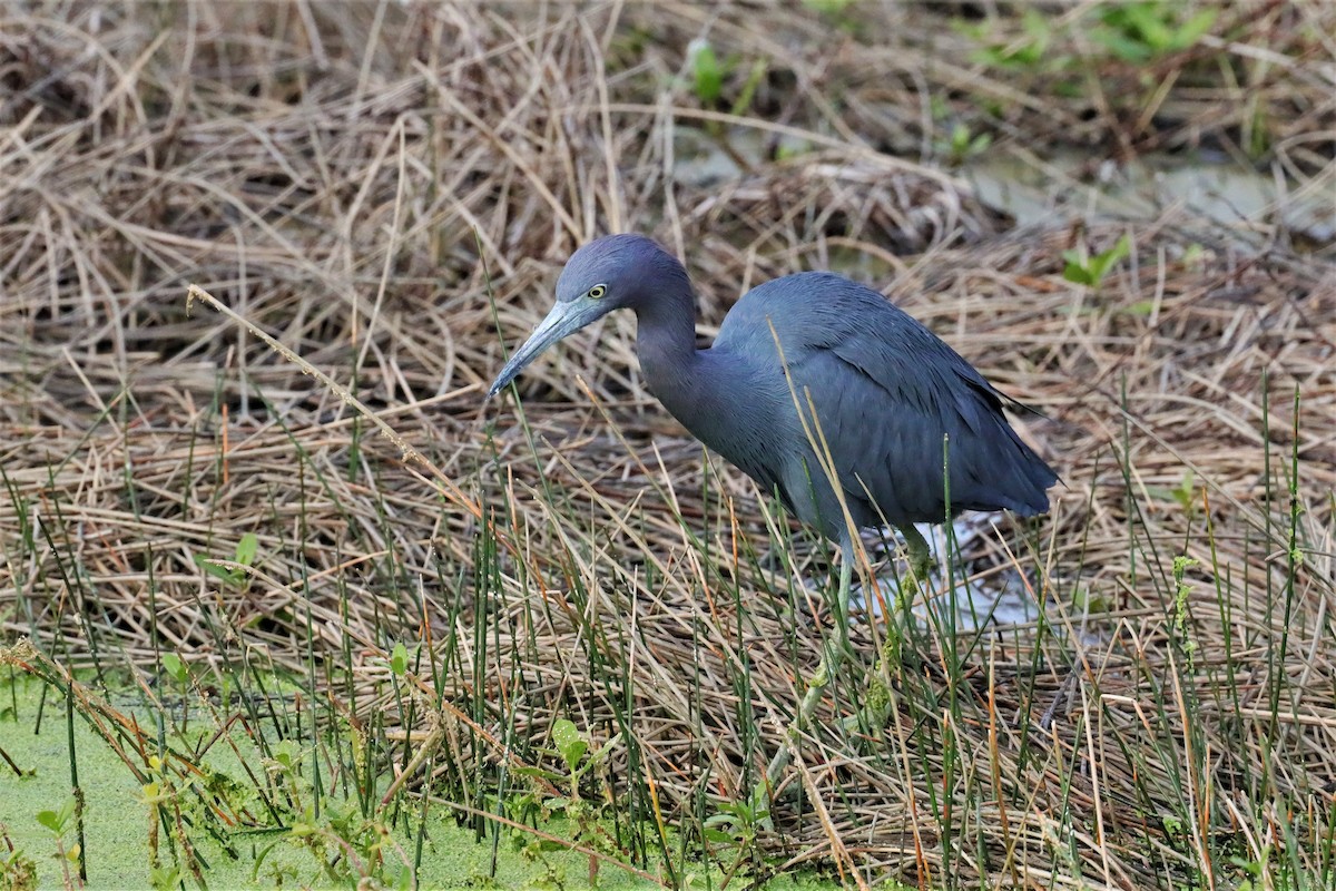 Little Blue Heron - ML534372901