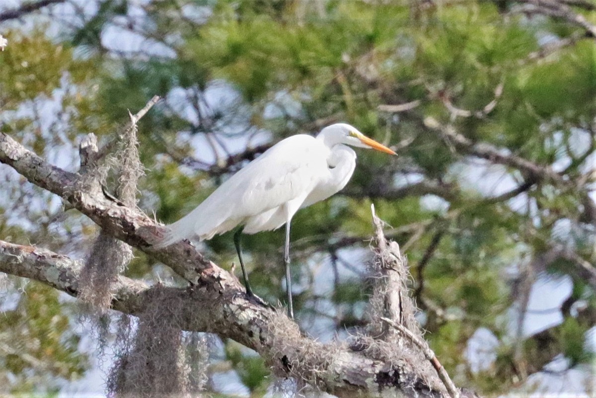 Great Egret - Janette Brogan