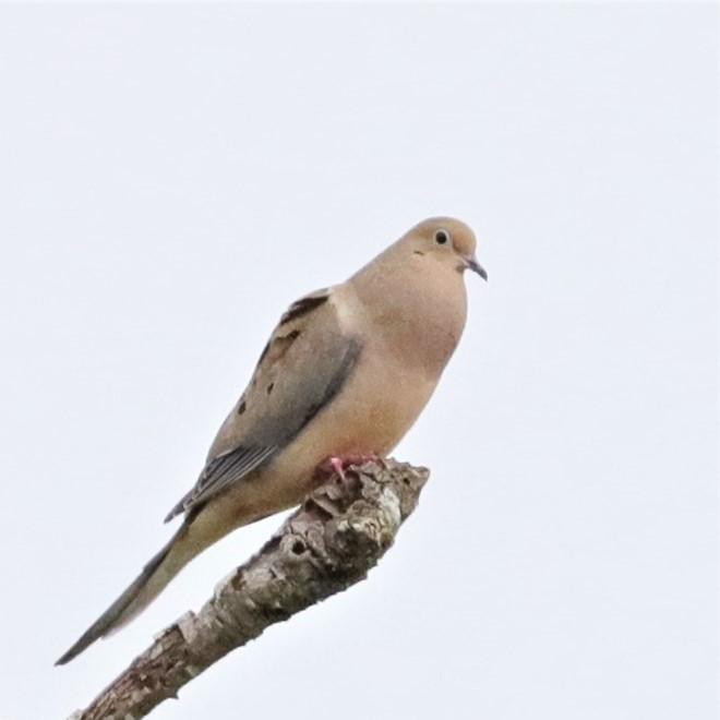 Mourning Dove - ML534373141