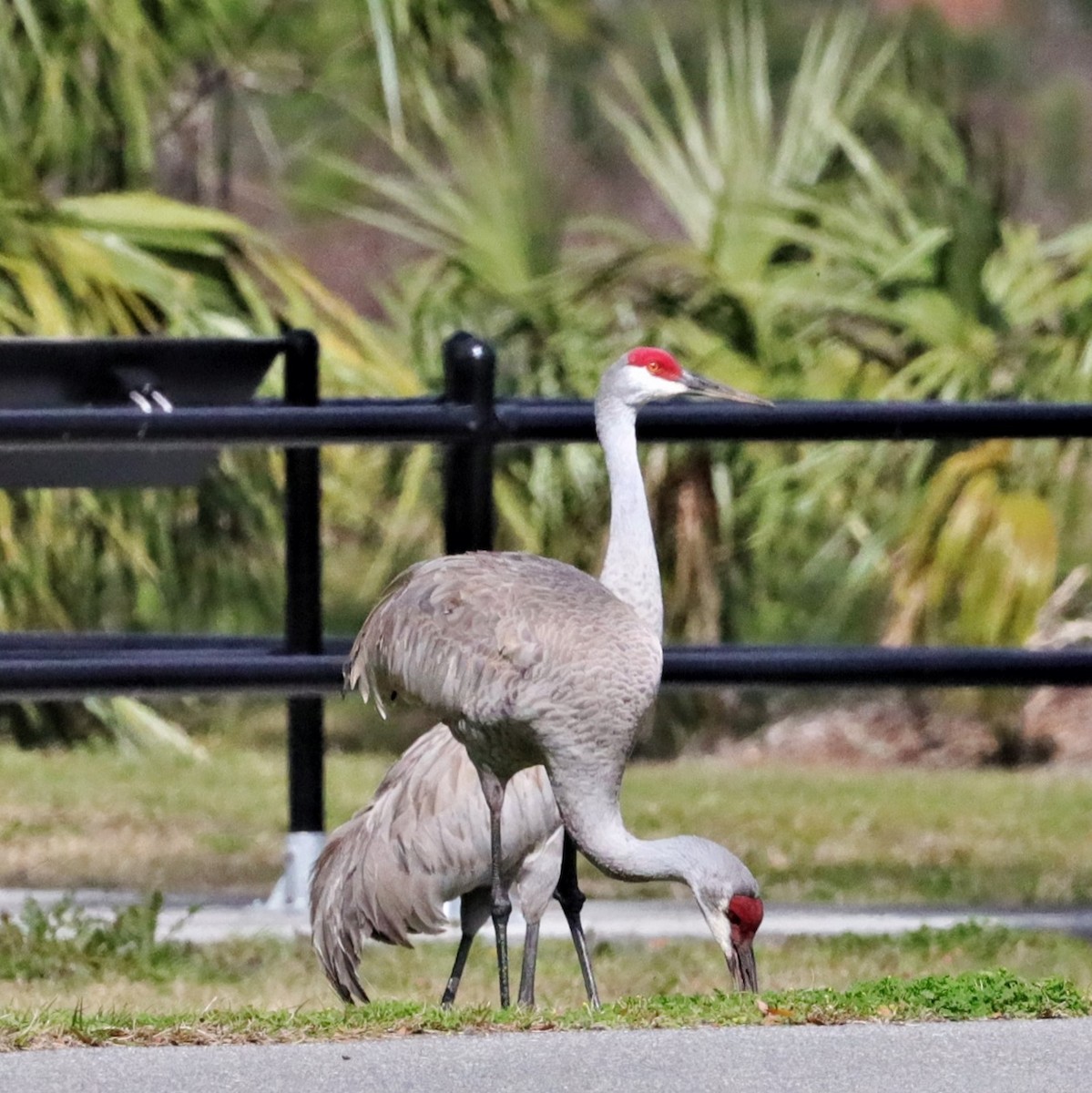 Sandhill Crane - ML534373171