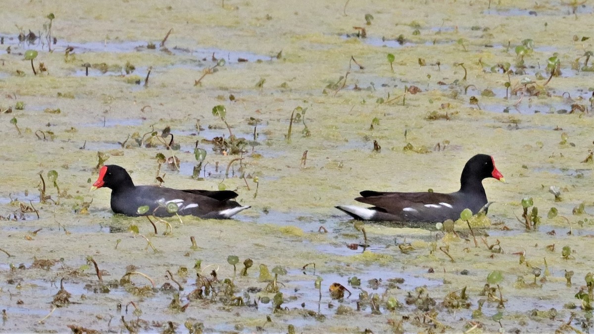 Gallinule d'Amérique - ML534373281