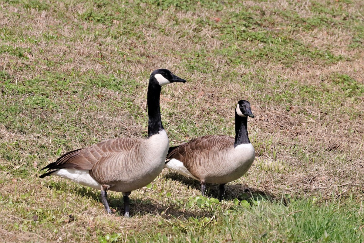 Canada Goose - ML534373331