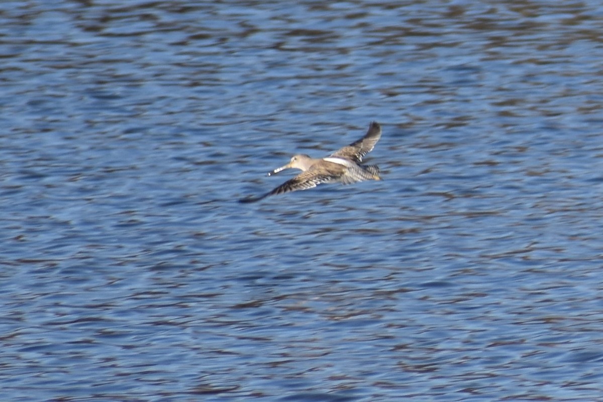 Long-billed Dowitcher - ML534373351