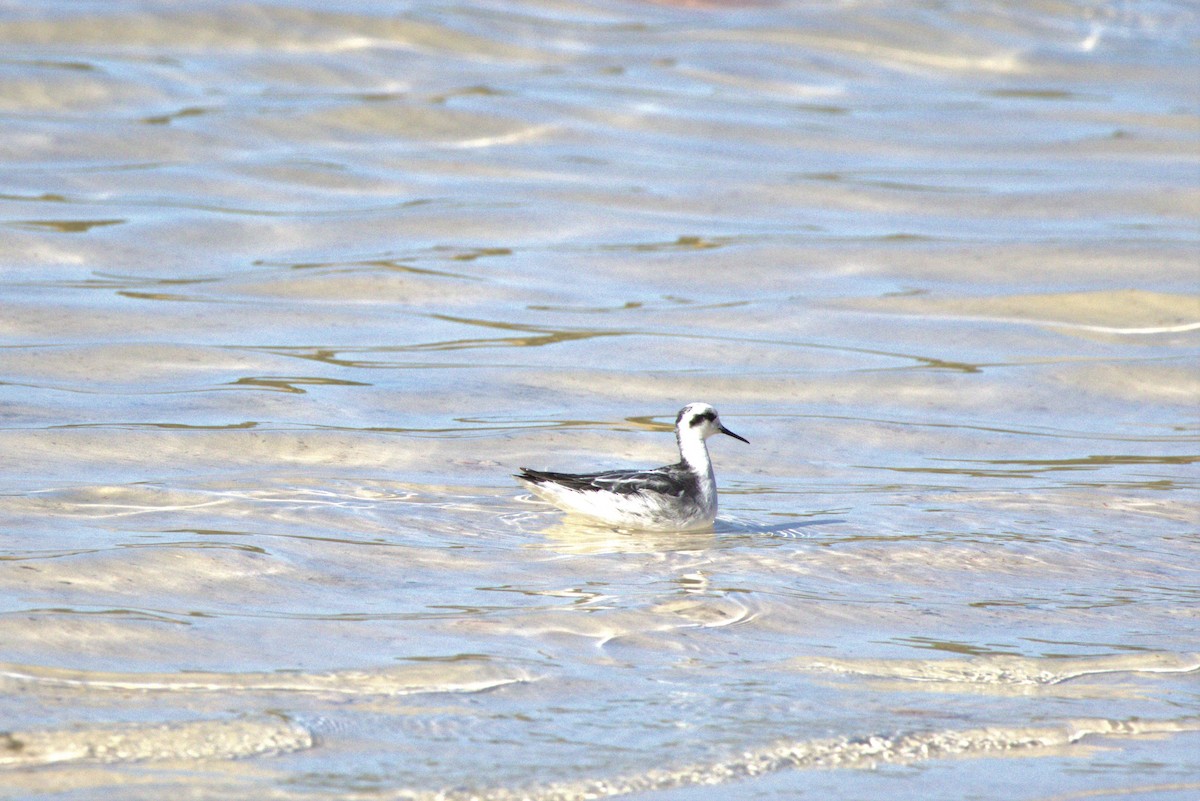 Red-necked Phalarope - ML534373711