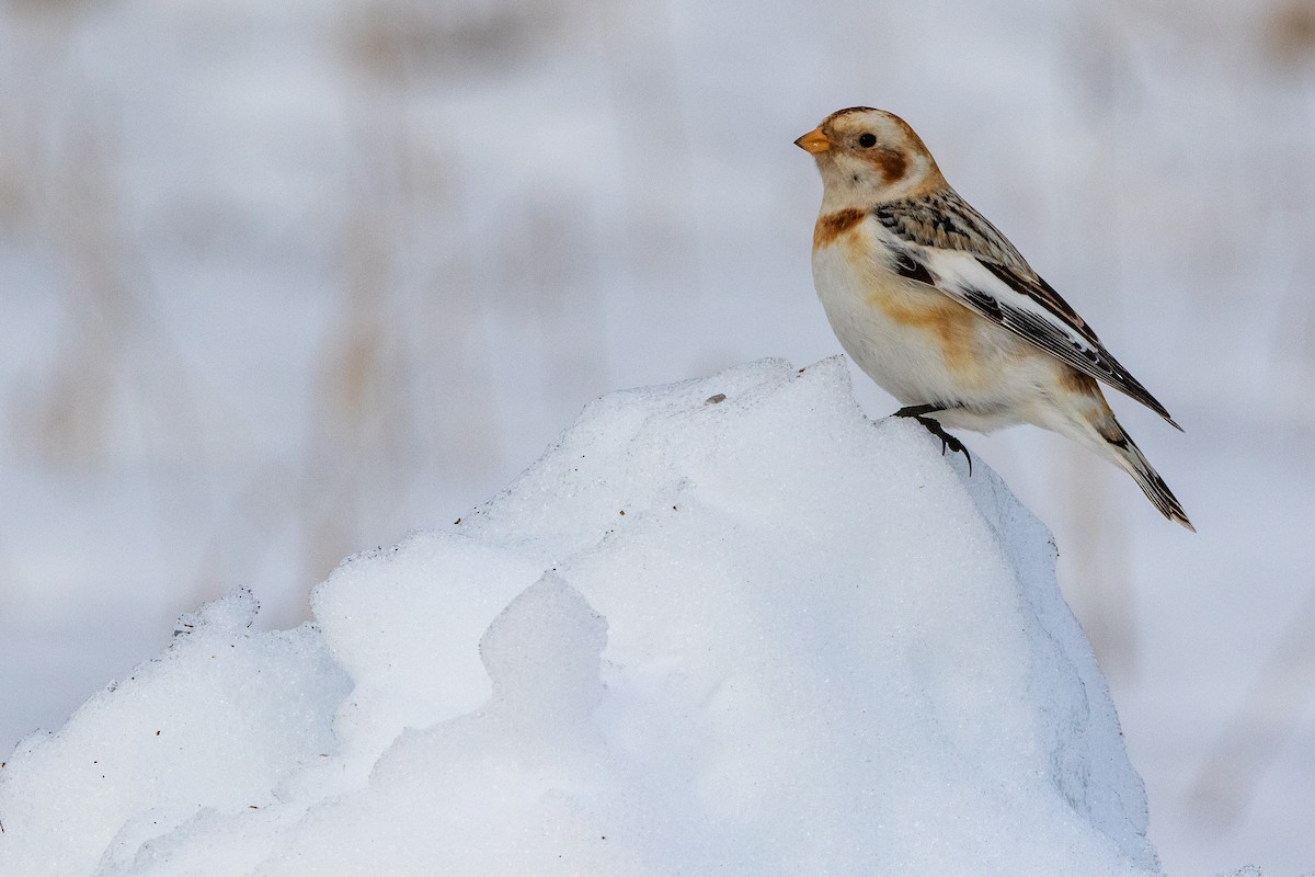 Snow Bunting - ML534373831