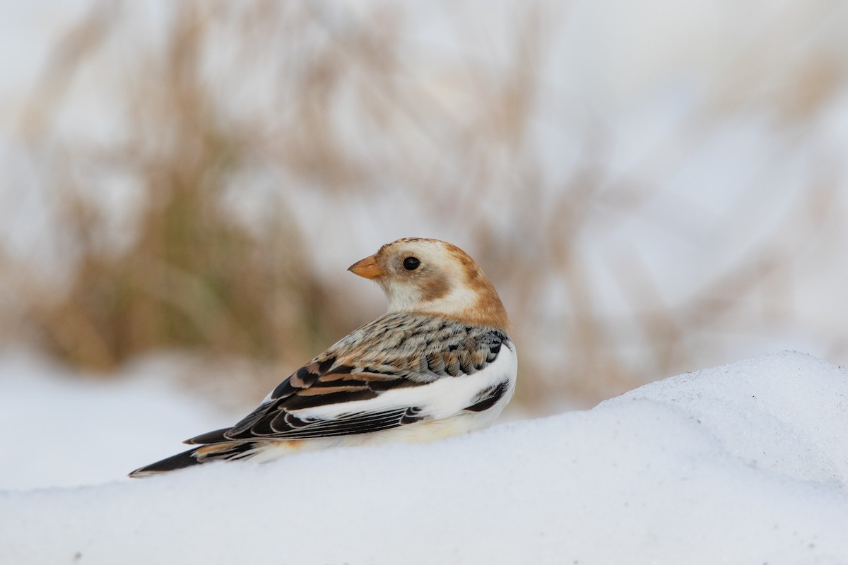 Snow Bunting - ML534373841