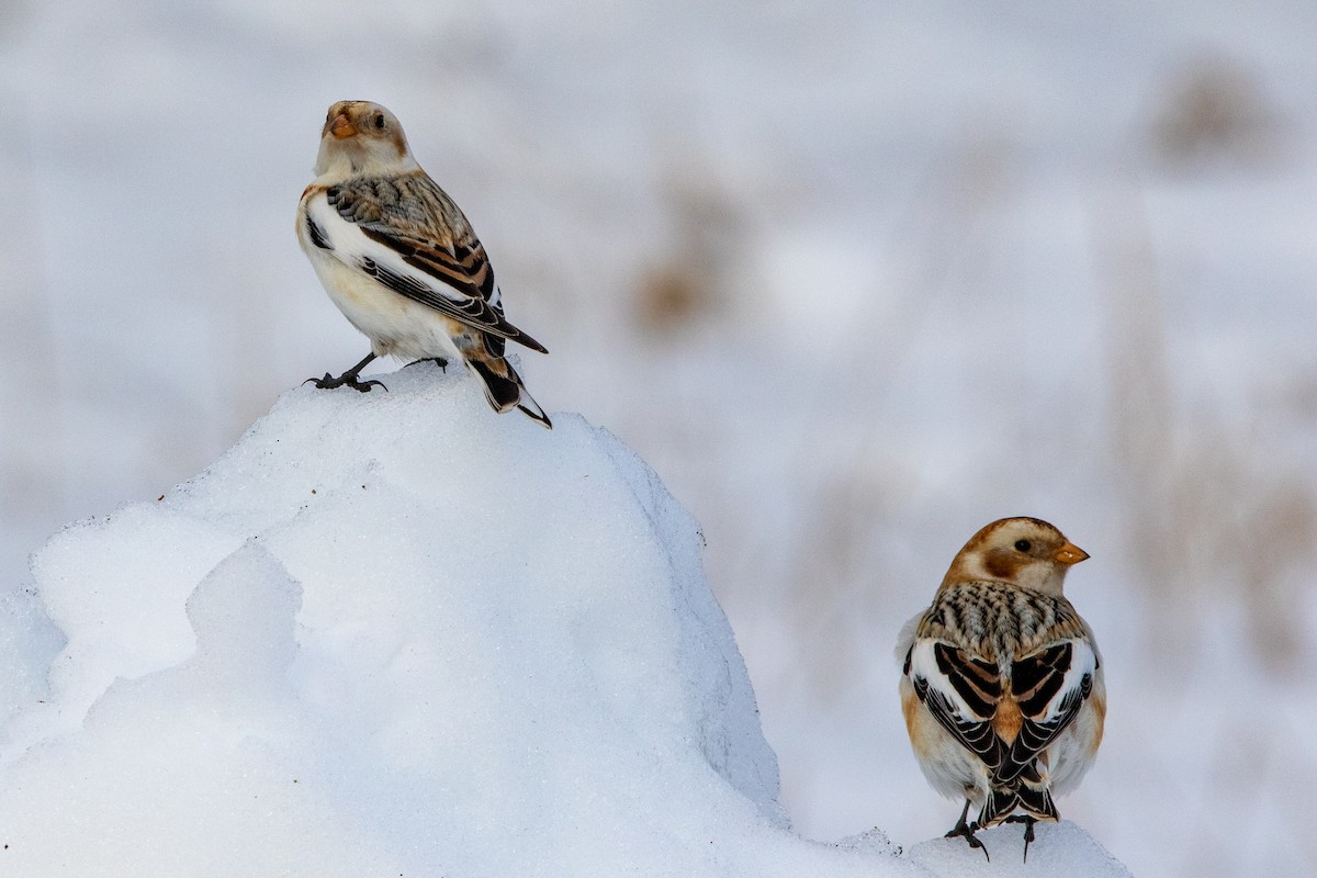Snow Bunting - ML534373851