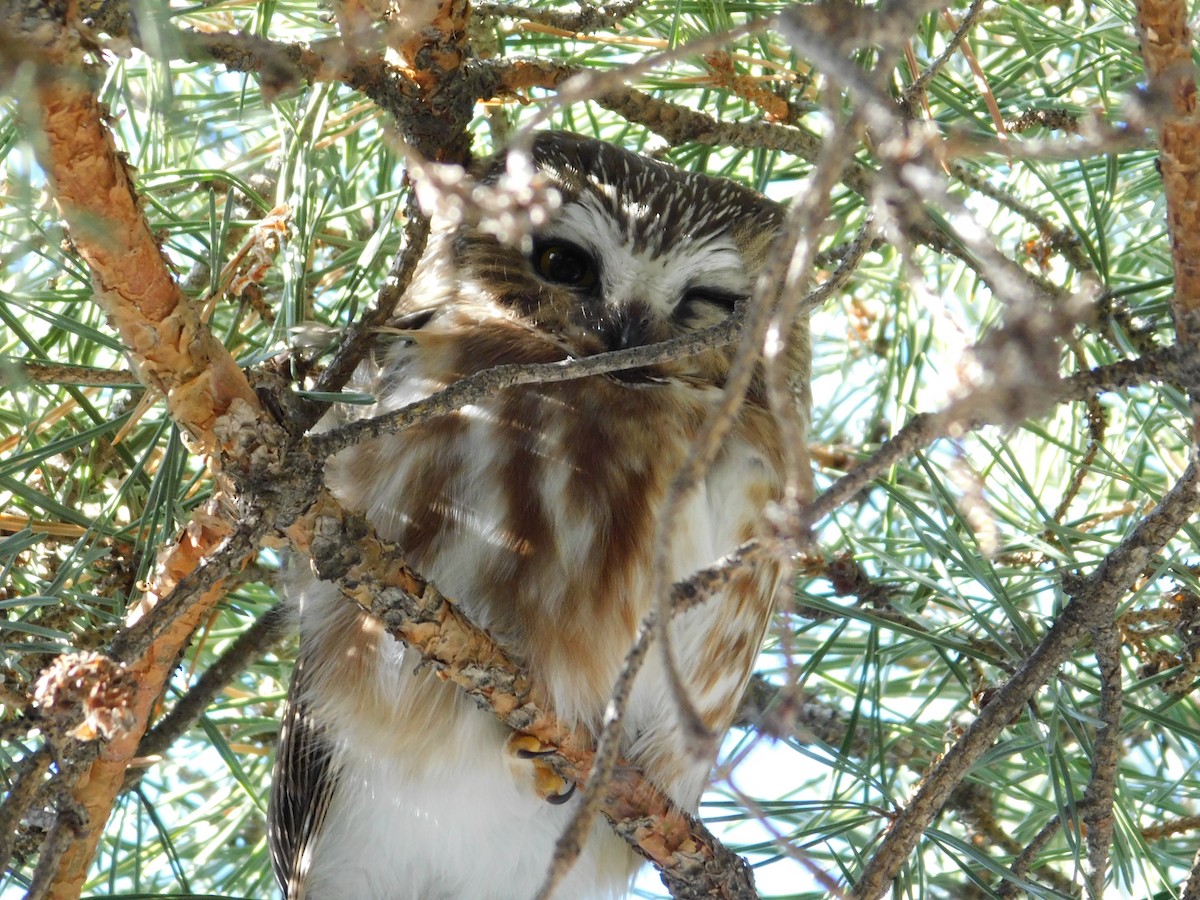 Northern Saw-whet Owl - ML534374691