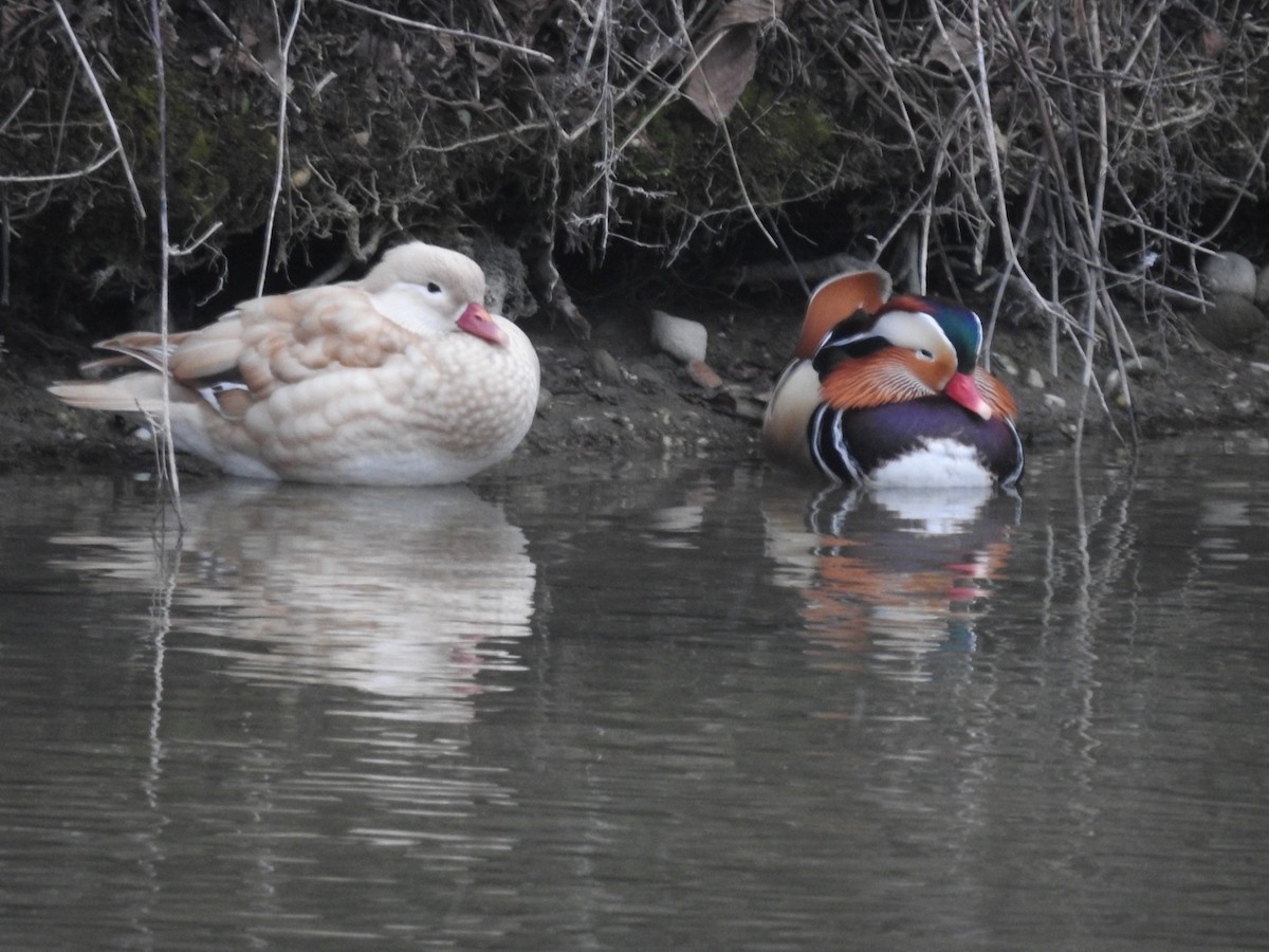 Mandarin Ördeği - ML534375151