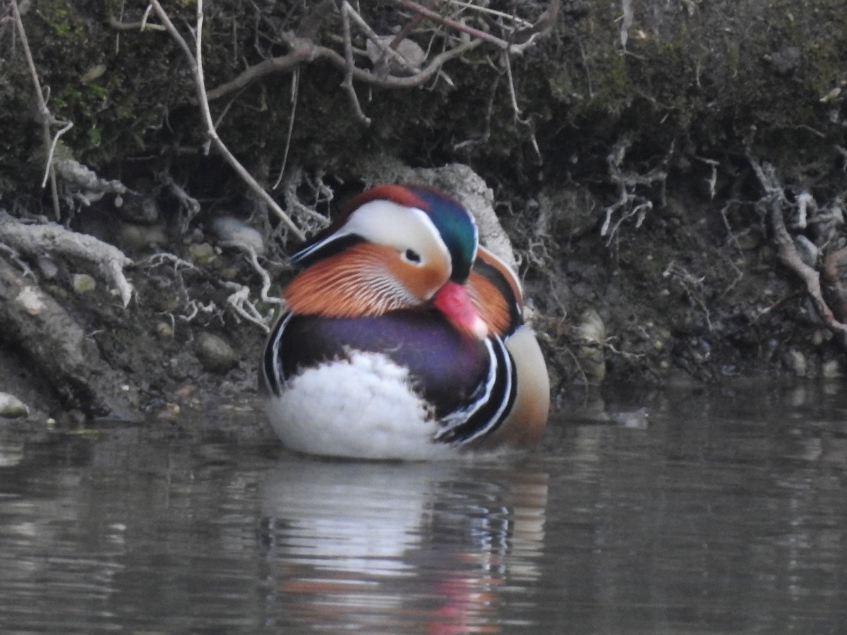 Mandarin Ördeği - ML534375161