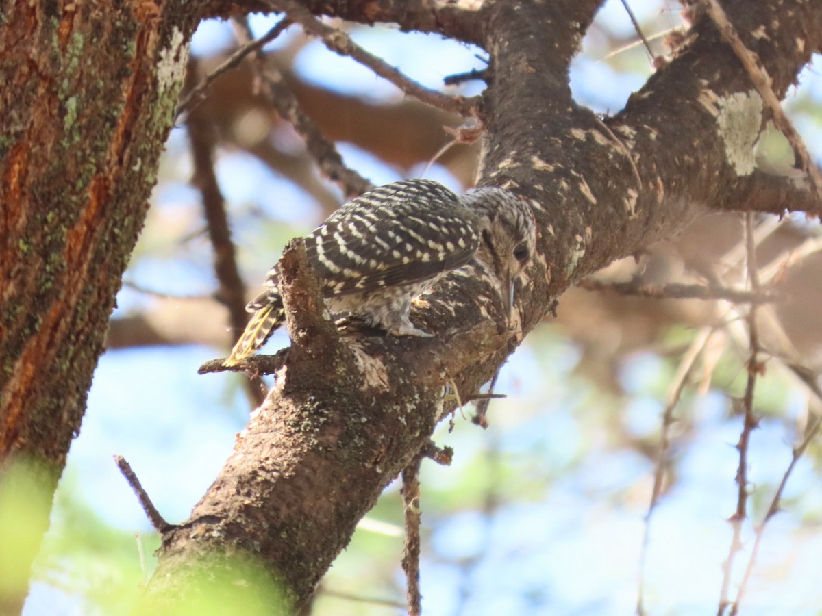 Cardinal Woodpecker - ML534376921