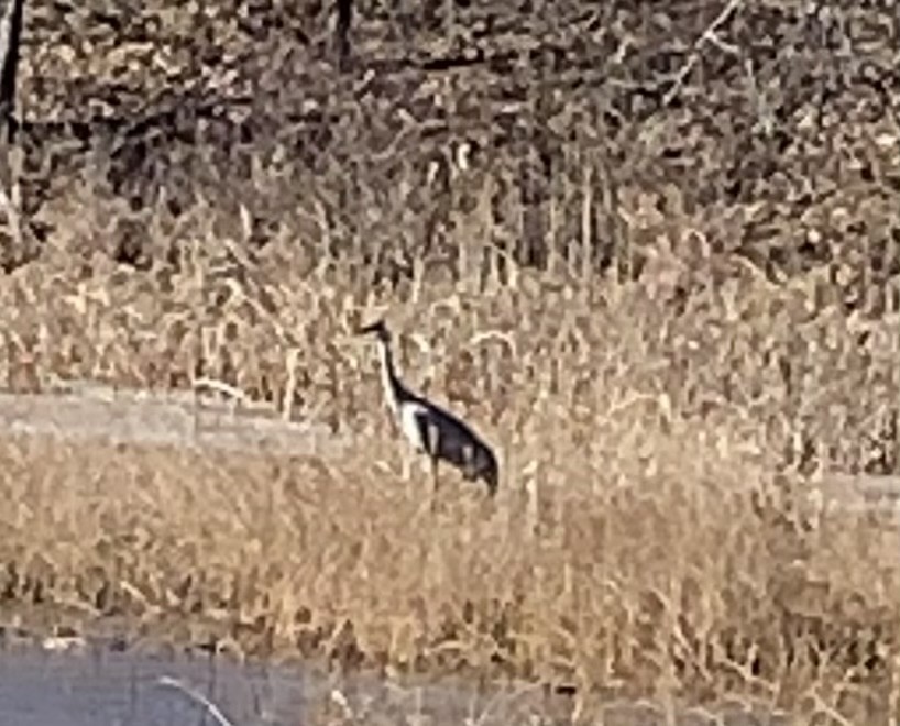 Sandhill Crane - ML534377321
