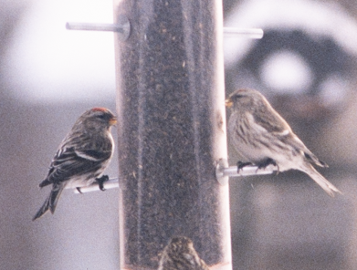 čečetka zimní (ssp. flammea/rostrata/islandica) - ML534379261